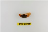 藏品(糾結南方招潮蟹)的圖片